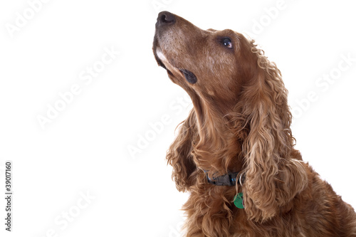 Fototapeta Naklejka Na Ścianę i Meble -  Cocker Spaniel