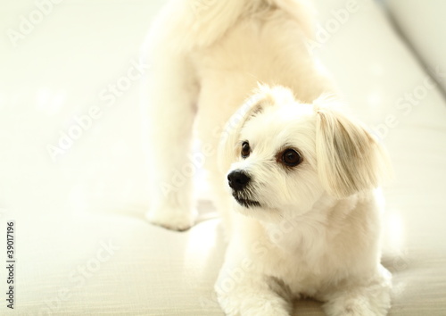 ソファーの白い犬