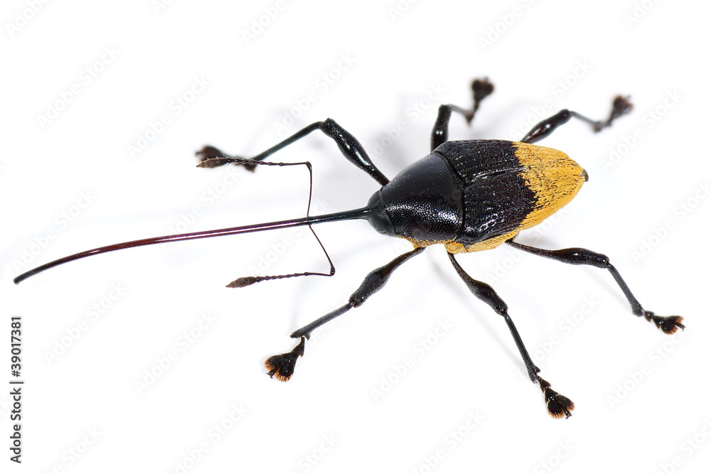 Curculio sp. Curculio sp.