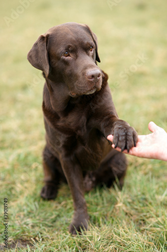 Fototapeta Naklejka Na Ścianę i Meble -  Mensch und Hund