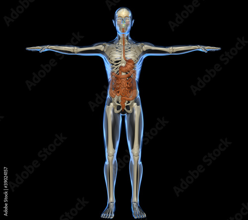 Corpo umano intestino scheletro © Naeblys