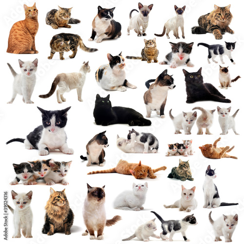 Fototapeta Naklejka Na Ścianę i Meble -  chats en studio