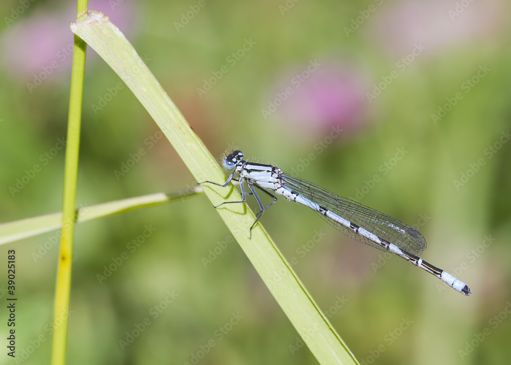 Blue Damselfly Blue Damselfly