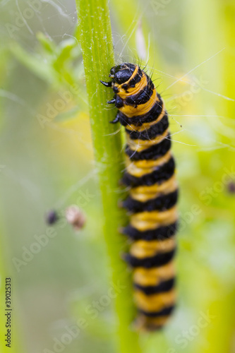 Five spot Burnet Caterpillar