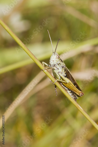 Grasshopper