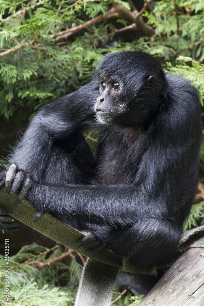 Black Spider Monkey ( Ateles paniscus)