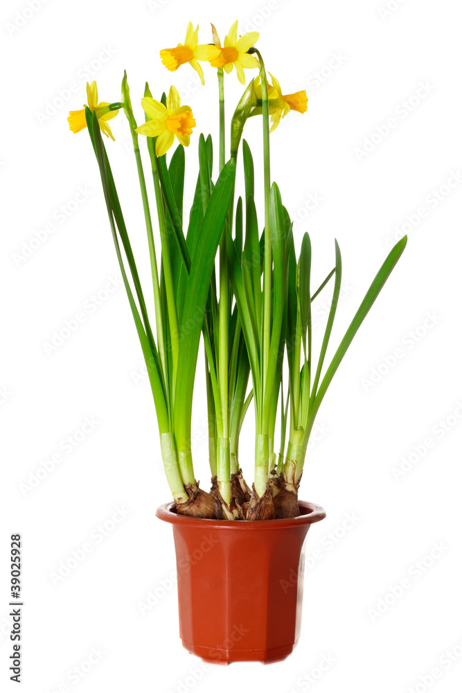 Daffodils in pot Daffodils in pot