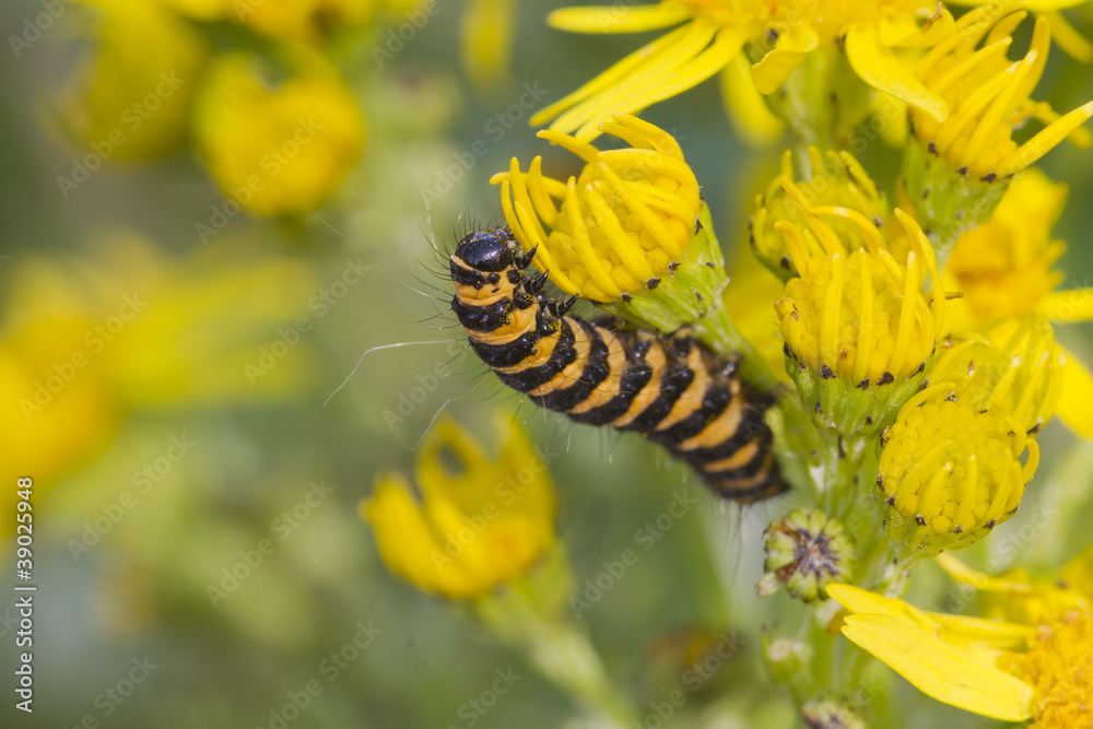 Naklejka premium Cinnabar Caterpillar (Tyria jacobaeae)