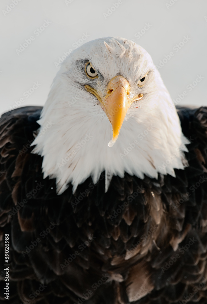Fototapeta premium Close up Portrait of a Bald Eagle