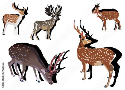 five sika deer with shadows