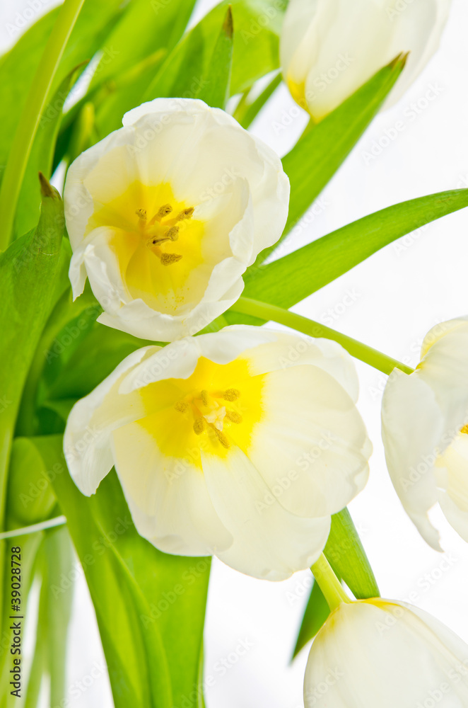 weiße tulpen weiße tulpen