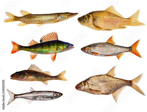 seven isolated freshwater fishes collection photo