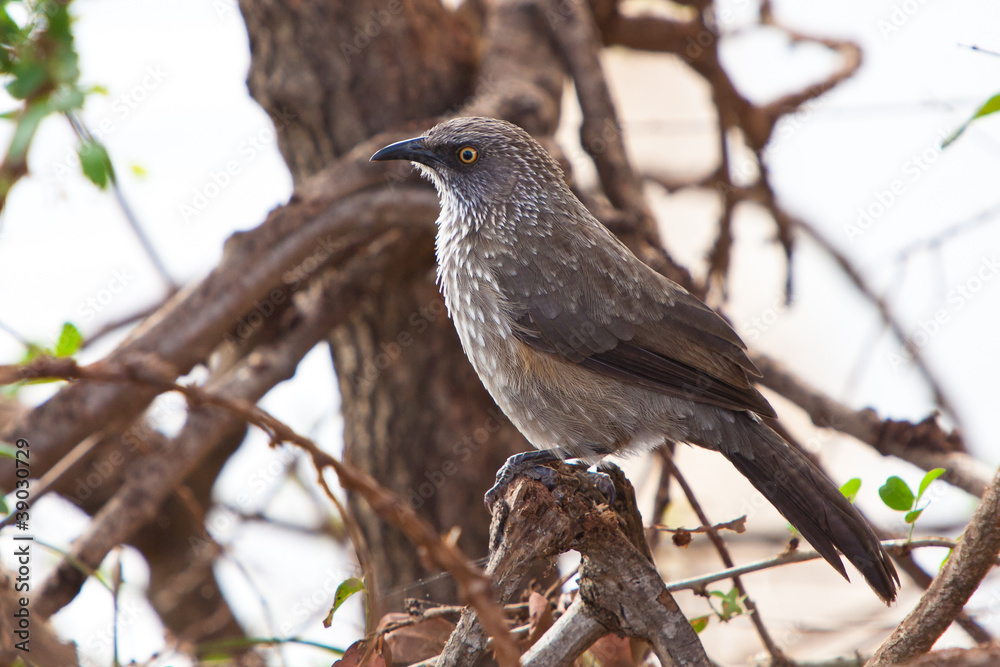 Grey starling bird sitting on a branch Grey starling bird sitting on a branch