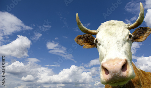 cow