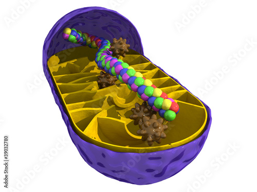 Schematic mitochondria on a white background №3 photo