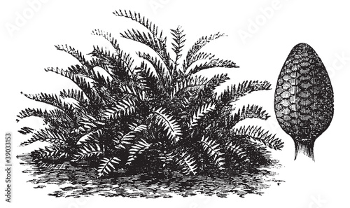 Zamia integrifolia or Coontie vintage engraving