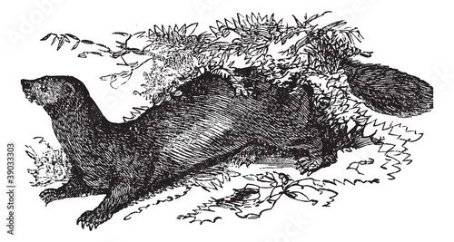Sable or Martes zibellina vintage engraving