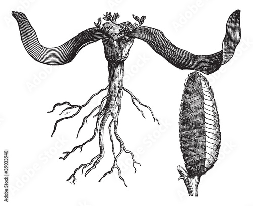 Welwitschia or Welwitschia mirabilis vintage engraving