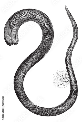 Fig. 2. Trichinella adult female, magnified 150 times, vintage e