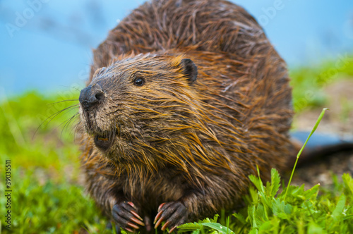 Wild Beaver photo