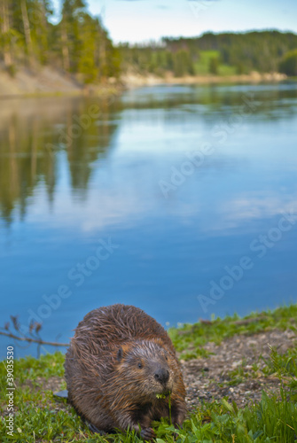 Wild Beaver photo