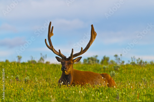 Male elk with large antlers