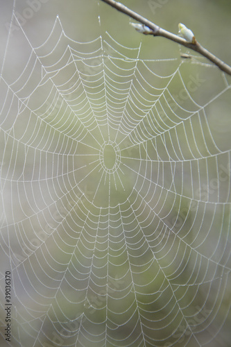 Web in Dew