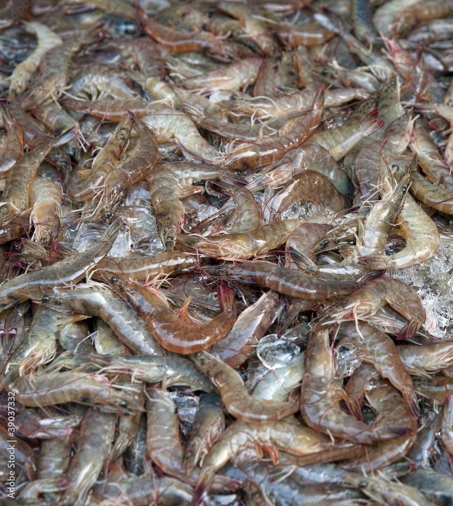 fresh shrimps or prawns fresh shrimps or prawns