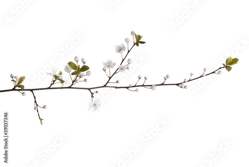 White cherry blossom isolated on a white background.