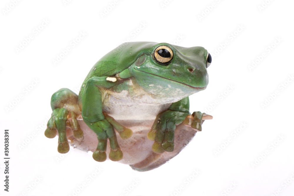 Obraz premium Magnificent green tree frog, Litoria splendida, on white.