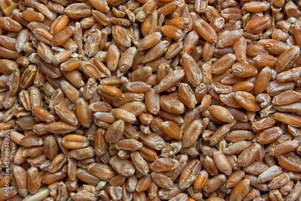 background of wheat background of wheat