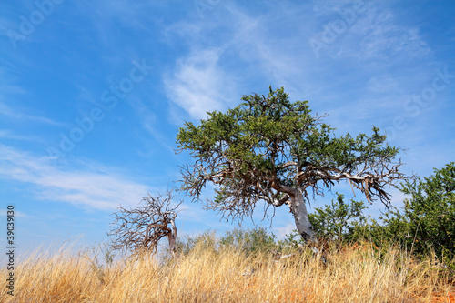 African shepherd's tree (Boscia albitrunca) photo