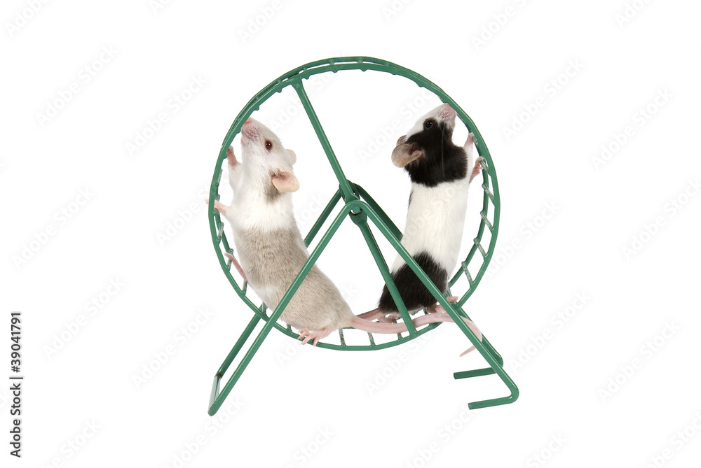 Mice running in exercise wheel on white background. Mice running in exercise wheel on white background.
