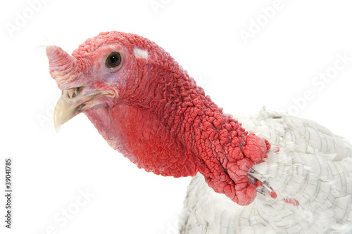 Portrait of a turkey on a white background.
