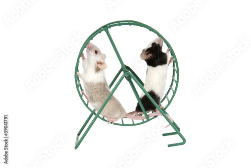 Mice running in exercise wheel on white background.