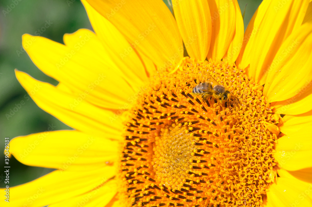 Sunflower Sunflower