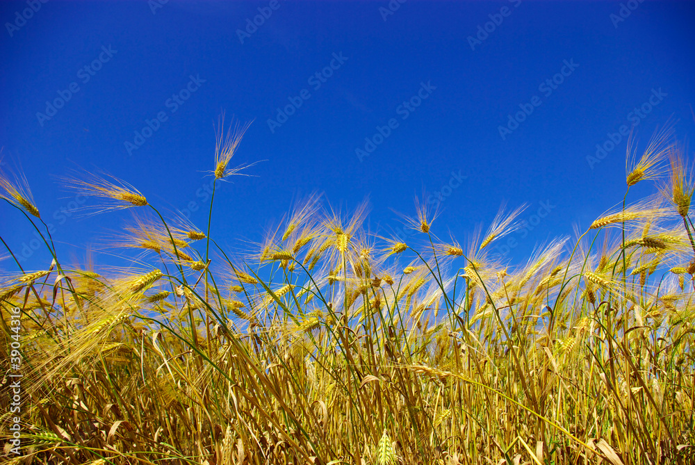 Obraz premium wheat