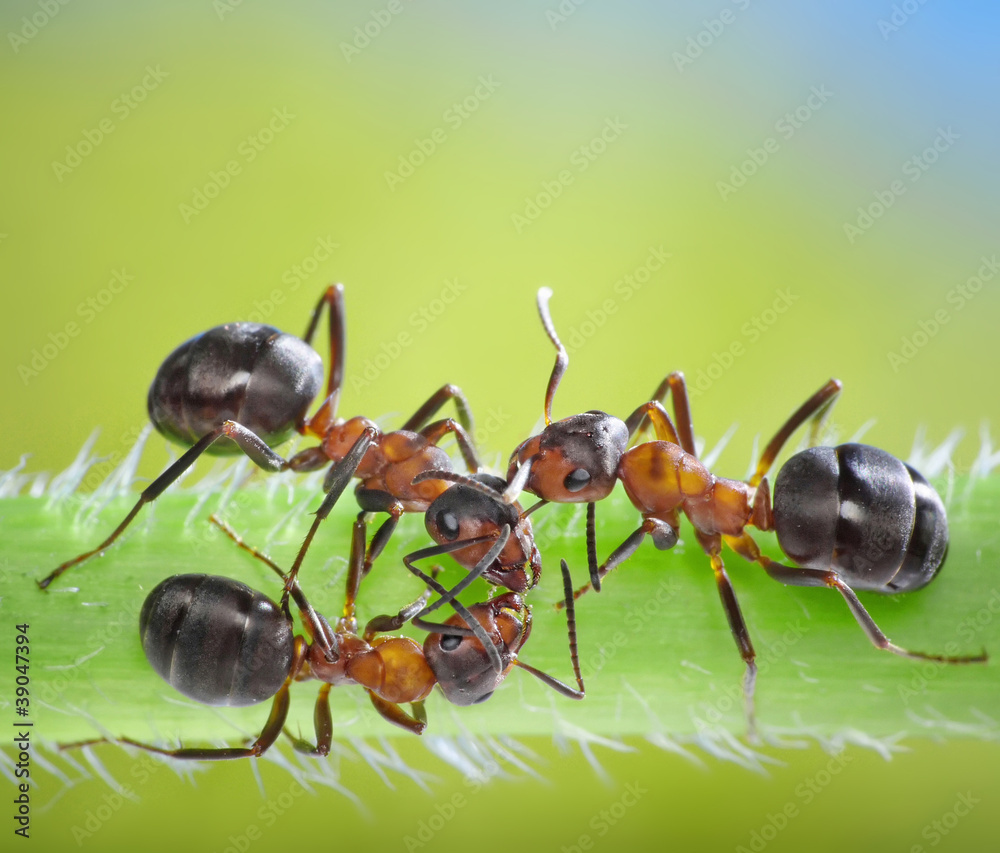 three ants consulting on grass three ants consulting on grass