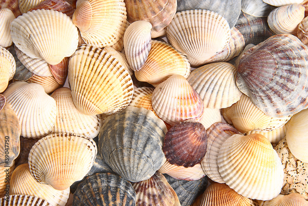 Shell background