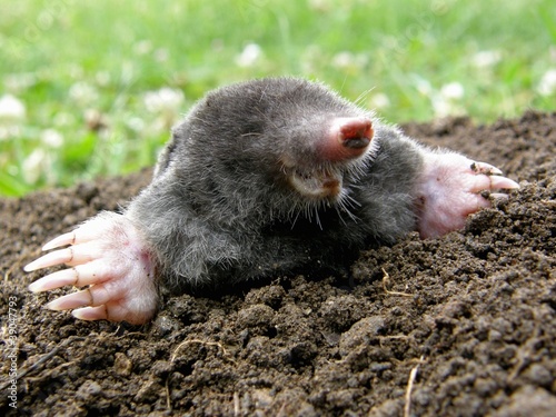 Laughing mole crawling out of molehill photo
