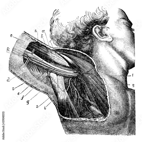 Region of the armpit, vintage engraving.