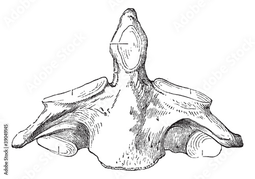 Fig. 136. Axis (second cervical vertebra), vintage engraving.