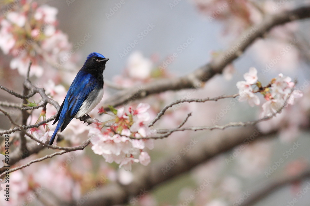 オオルリと桜