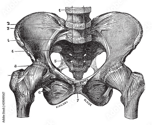 Fig. 160. Basin (squeleite with ligaments) saw its front face, v