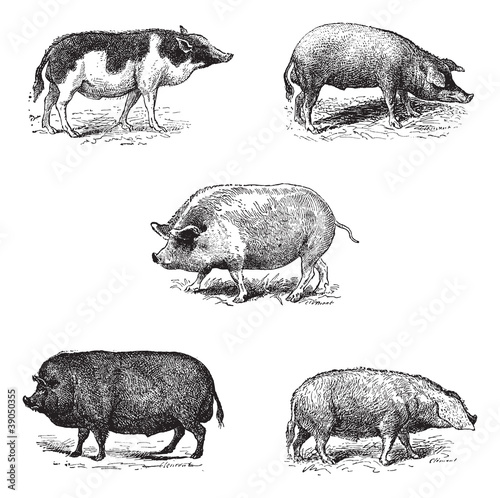 Pigs 1. Pig Siam. 2. Szalonta pig race. 3. Swine York. 4. Pork E