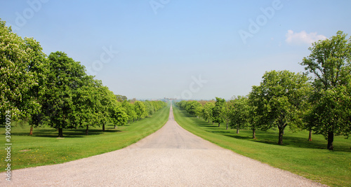 The Long Walk in Windsor Great Park photo