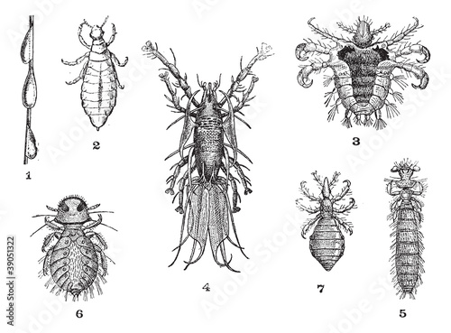 Lice, 1. Pou slow (magnification of 12 diam.). 2. Pou Rights (ma