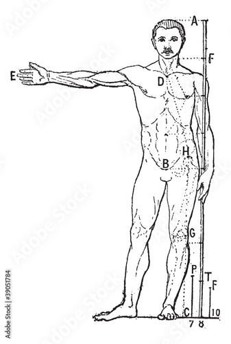 Bild auf Leinwand Human proportions, vintage engraving.