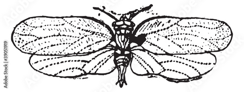 Psyllids or jumping plant lice, vintage engraving.