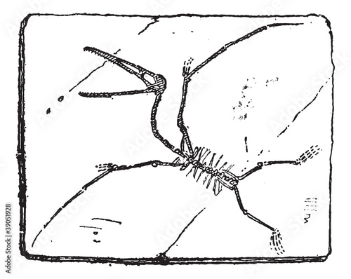 Pterodactyl or Pterosaurs, vintage engraving.